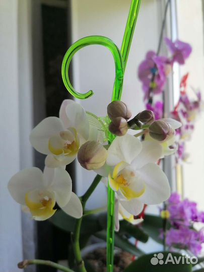 Орхидея фаленопсис мультифлора