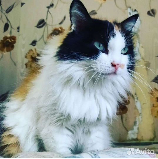 Кошечка Марта