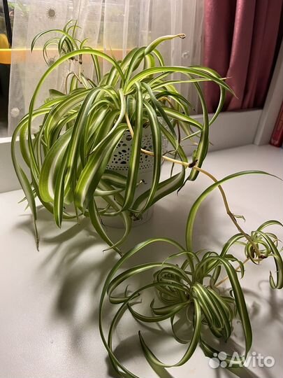 Комнатные цветы