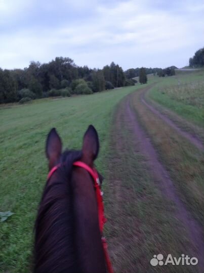 Конные прогулки