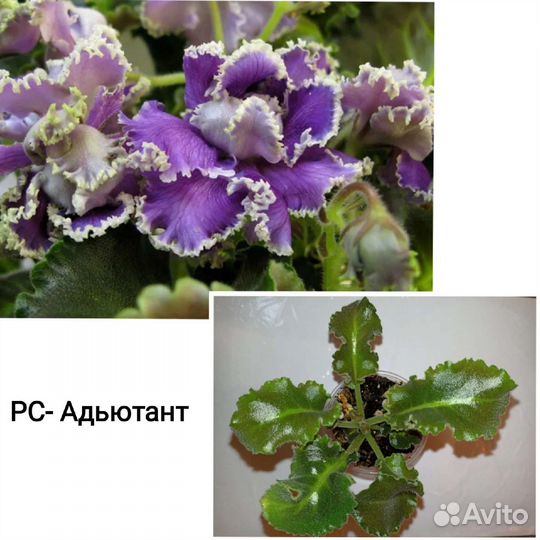 Детки сортовых фиалок