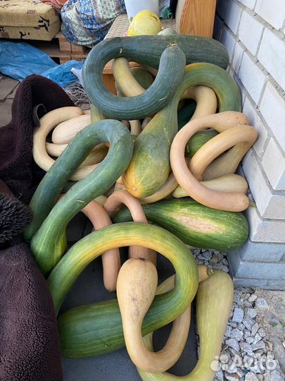 Кабачки Италия Тромбочино