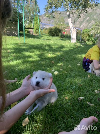 Щенки 1 месяц