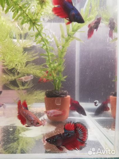 Аквариумные рыбки петушок