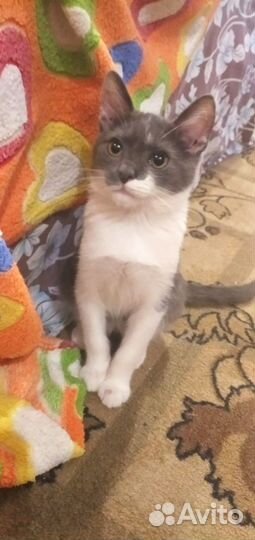 Котик 3,5 месяца
