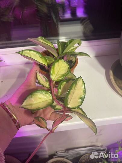 Хоя триколор