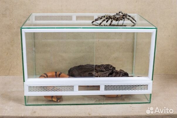 Террариум паучатник