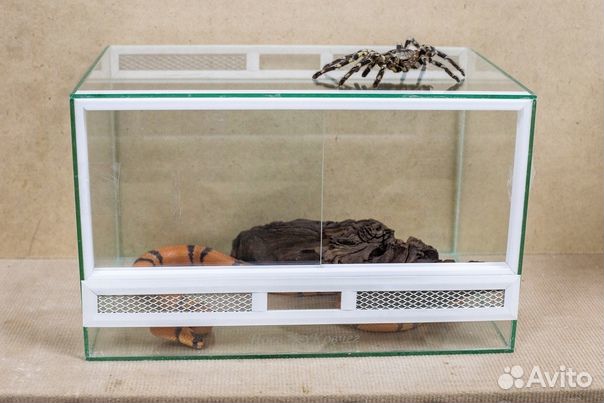 Террариум паучатник