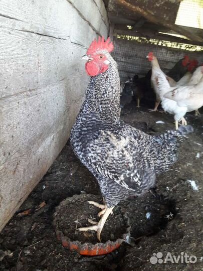 Молодые петухи