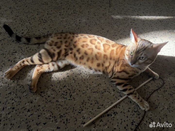 Бенгальский кот на вязку