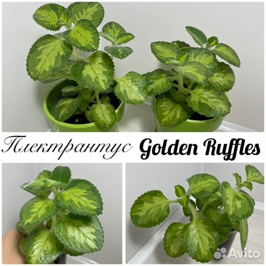 Плектрантусы комнатные растения цветы