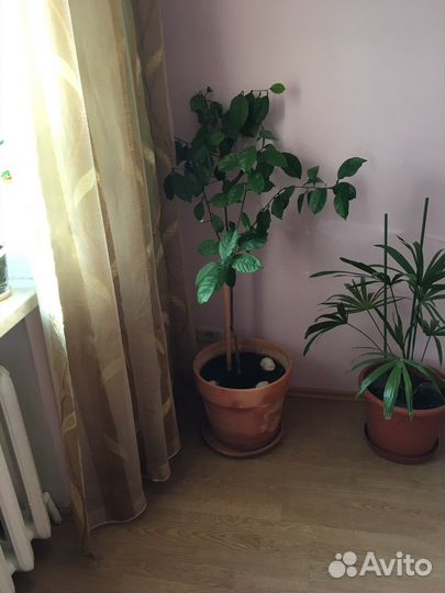 Лимонное дерево