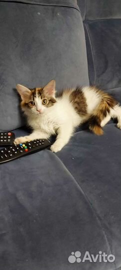 Трехцветная кошка