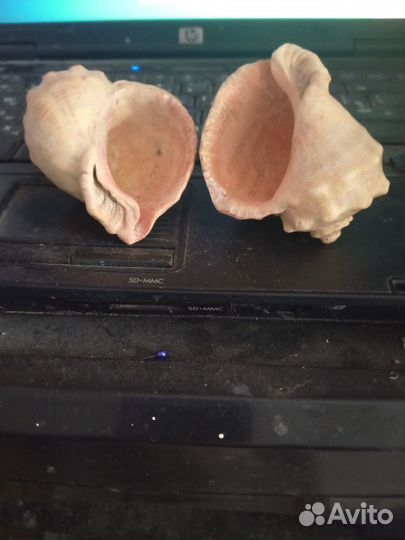 Морские раковины