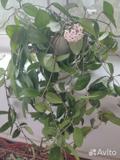 Хойя взрослая 180 см