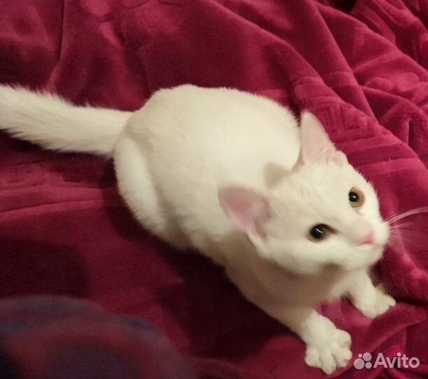 Белая кошечка