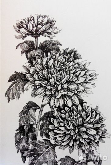 Графика. Хризантемы