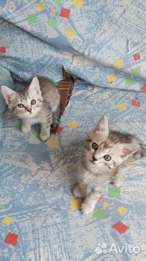 Котят спасли с леса