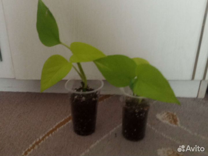 Сциндапсусы