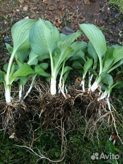 Хоста растение