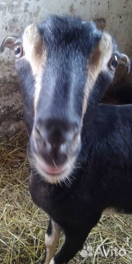Дойная коза ламанча и козочка