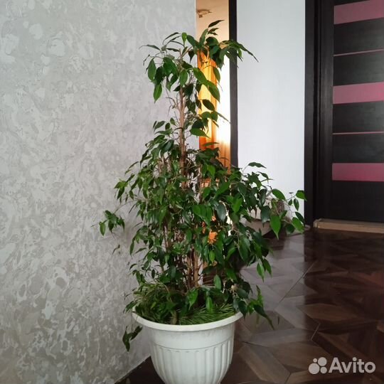 Бенджамина