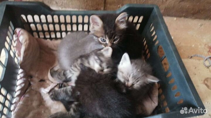 Кошки в добрые руки бесплатно