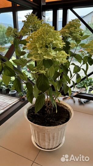 Гортензия лаймлайт