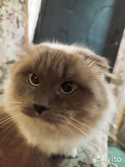 Котик в добрые руки