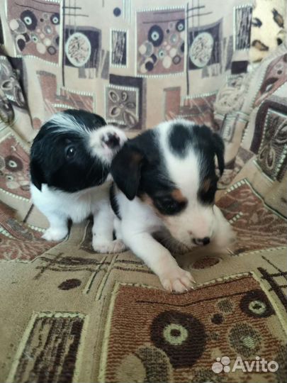 Маленькая собака