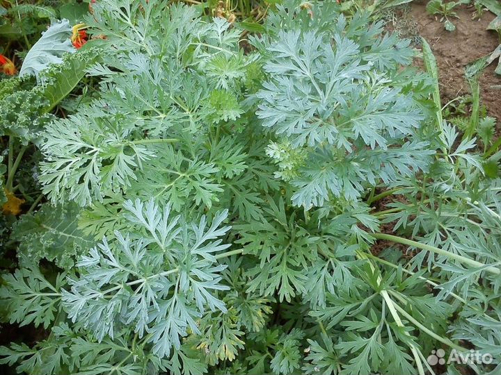 Саженцы мяты, девясила, пустырника и полыни