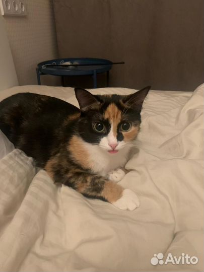 Юная кошечка- трехцветка