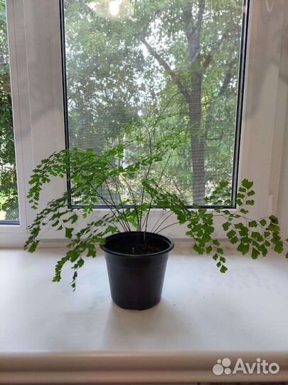 Адиантум венерин волос