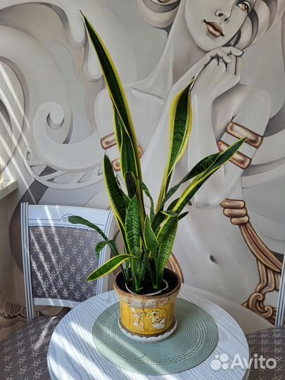 Сансевиерия