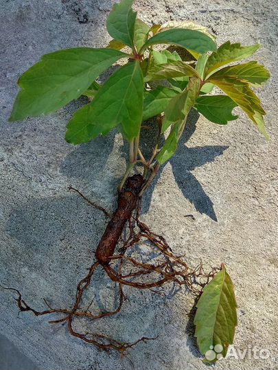 Девичий виноград, саженец