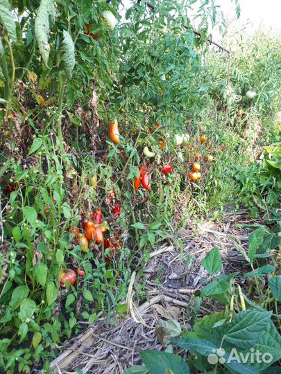 Помидоры, огурцы,картофель,чеснок,куриные яйца