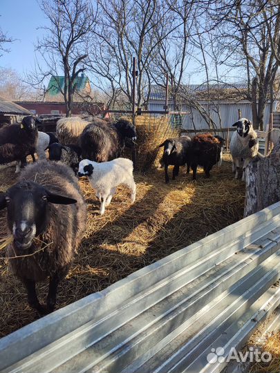 Курдючные овцы с ягнятами