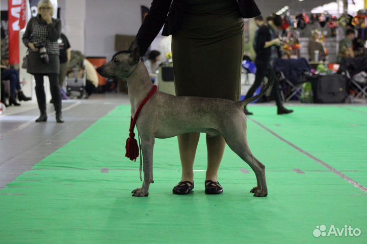 Фотосессии, вязка ксолоитцкуинтли Стандарт (мексик