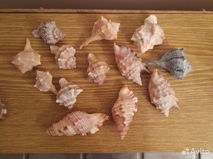 Раковины океана