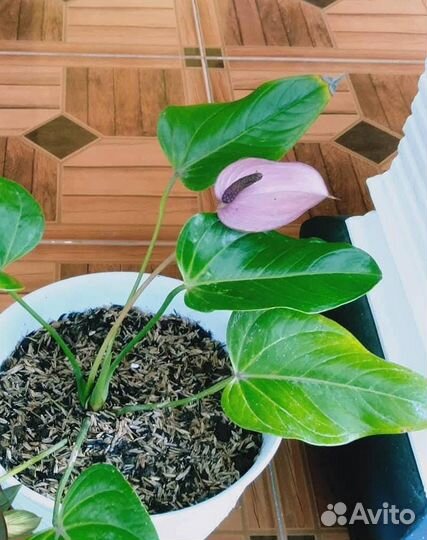 Новинка антуриум Safari violet Indonesia