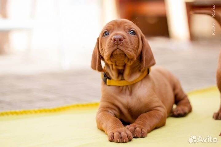 Щенки венгерской выжлы, питомник