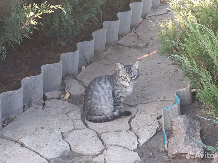 Котикам нужен дом Помогите найти дом