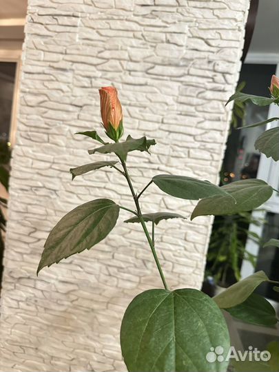 Гибискус китайская роза