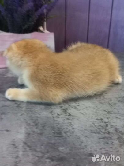 Шотландские котята золотая шиншилла