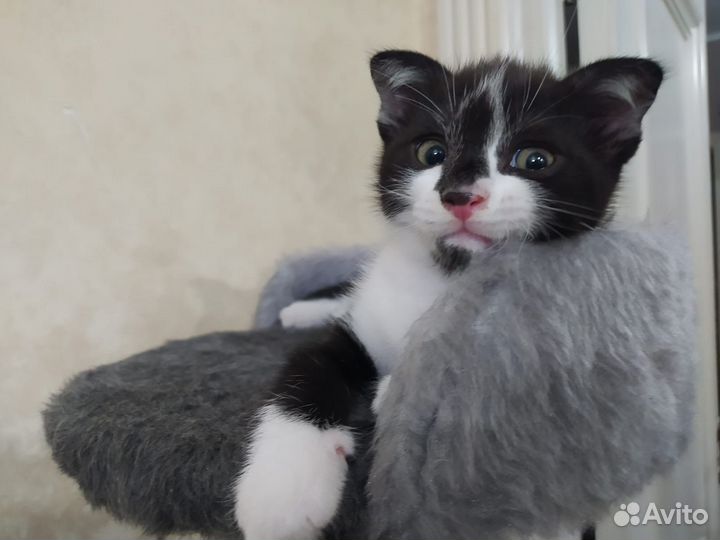 Котята-мальчики ищут дом