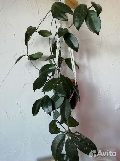 Хойя (Восковой плющ)