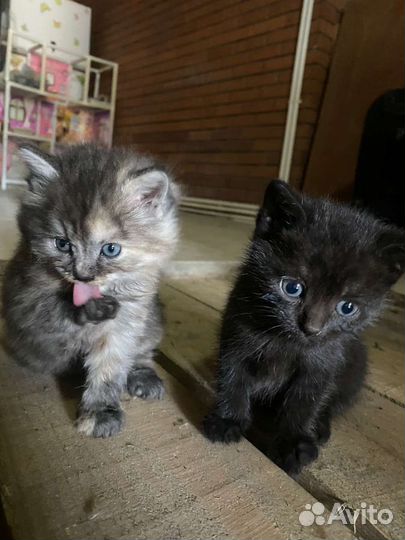 Котята от британской кошки
