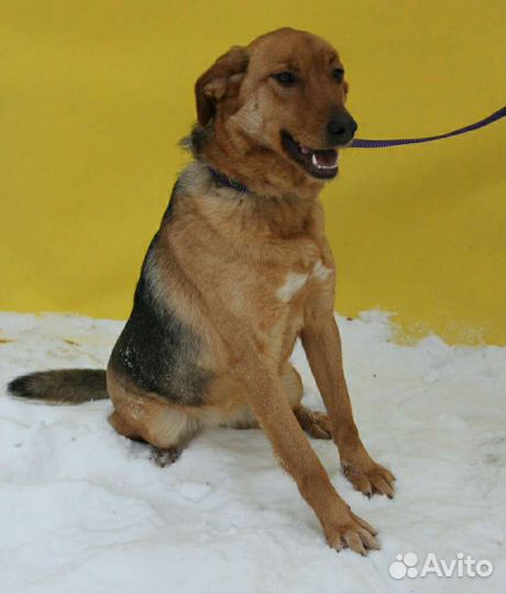 Рыжее солнышко грустит в приюте