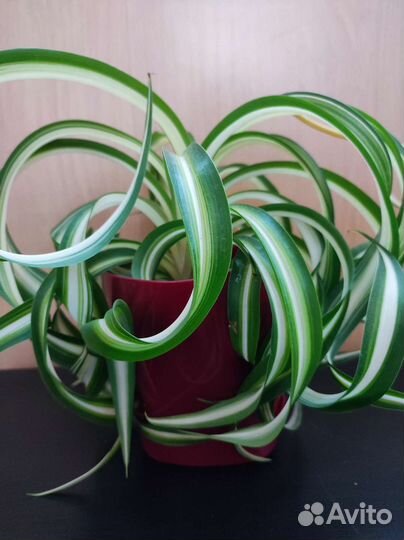 Хлорофитум кудрявый Бонни