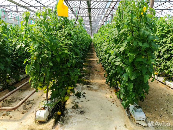 Система капельного полива